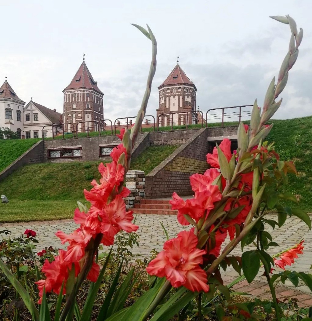 Сорт гладиолусов «Мирский замок»